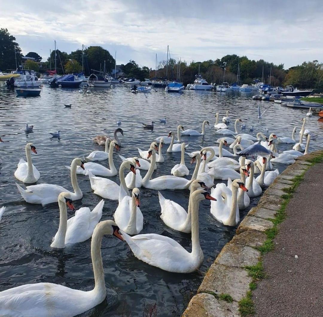 Mudeford Swans Apartment Christchurch  Luaran gambar